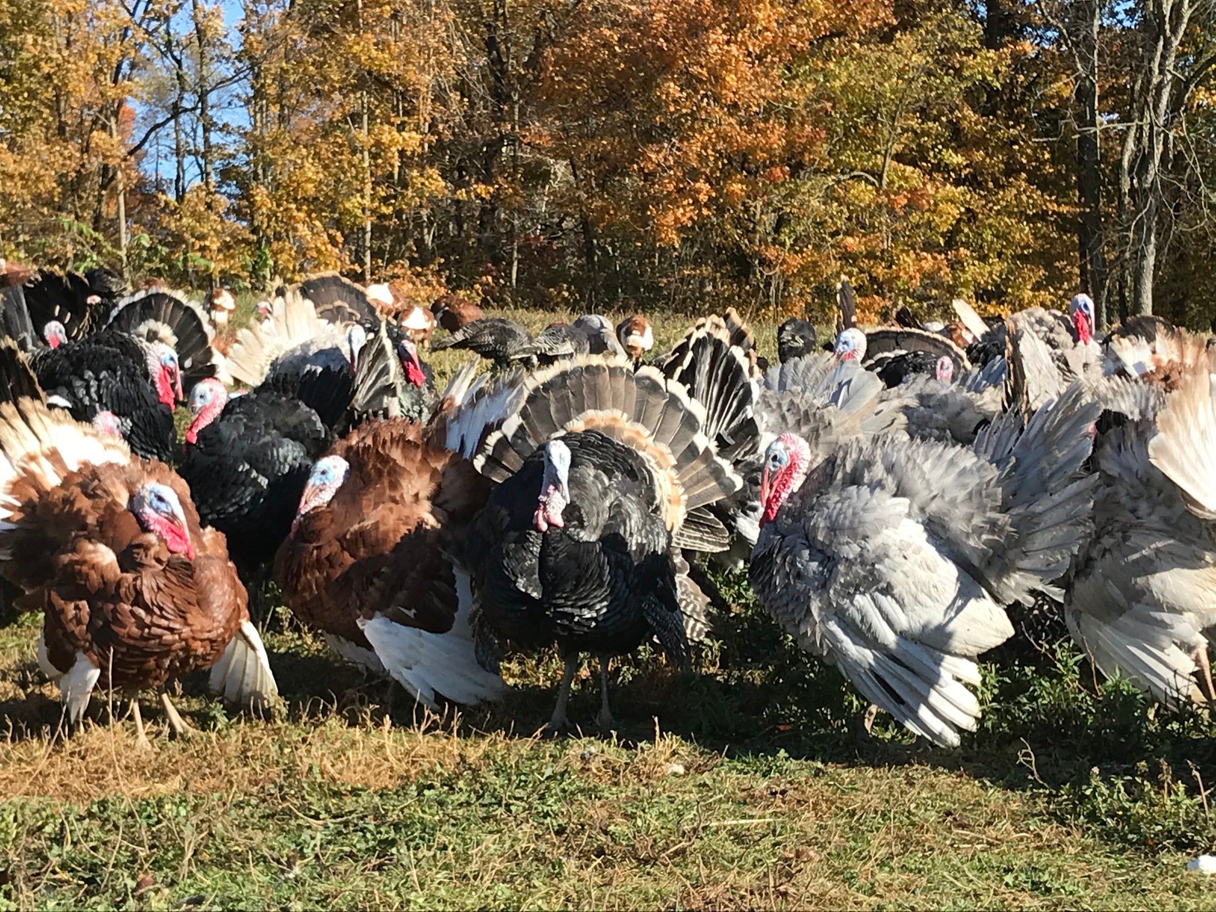 Friendsgiving Fall Dinner - June Farms